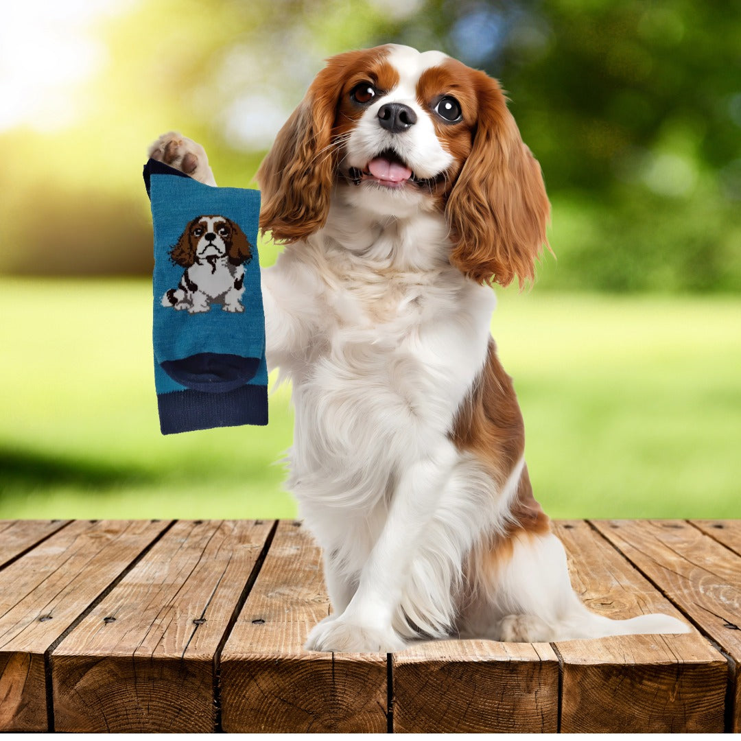 Cavalier King Charles Spaniel Socks
