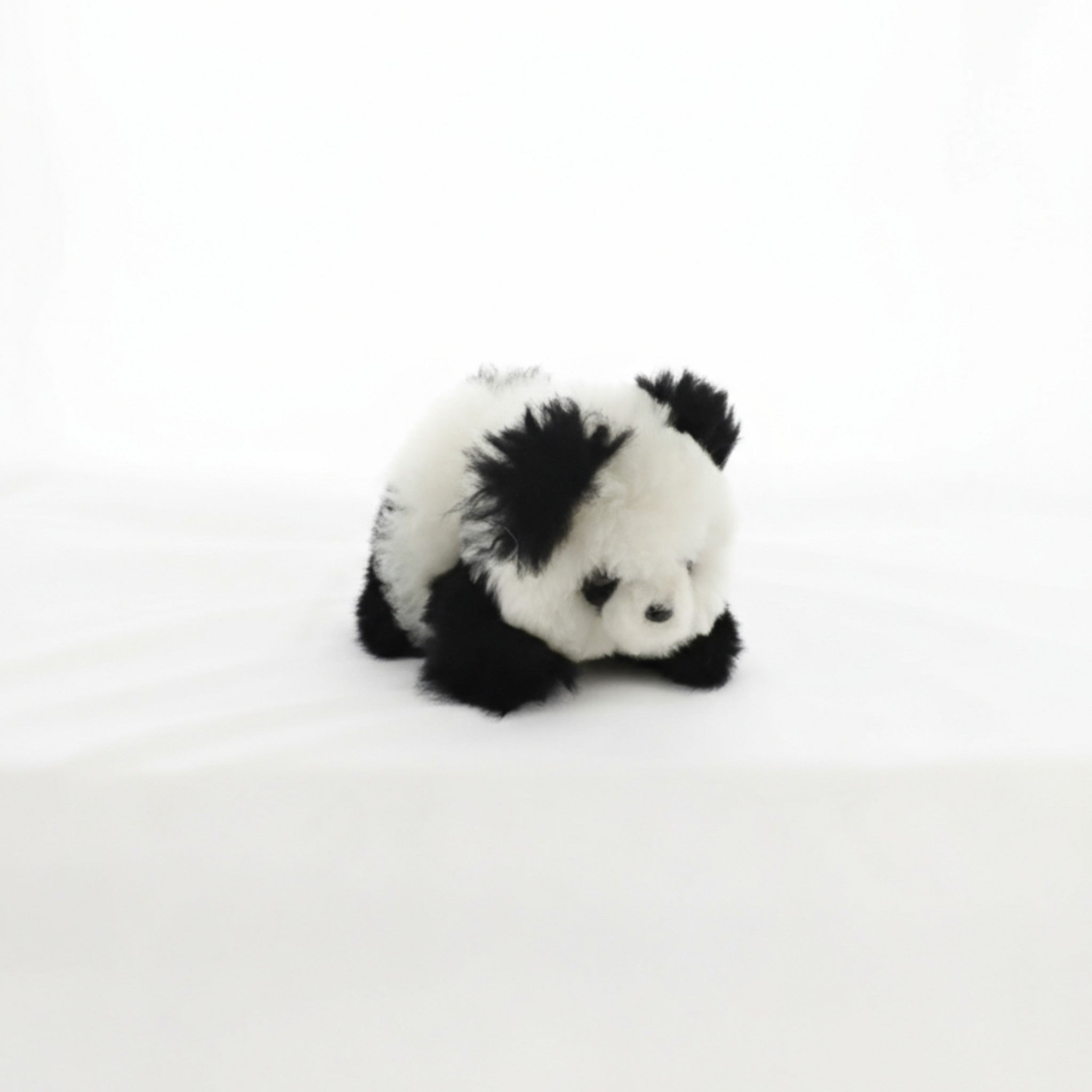 Small Panda Bear