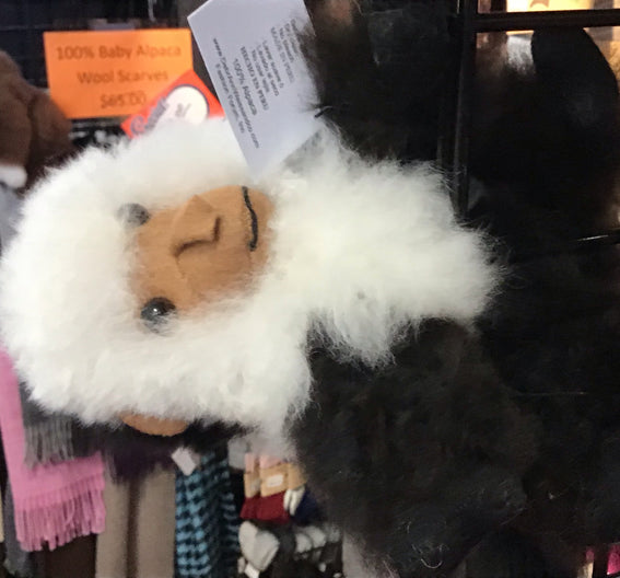 Capuchan Monkey