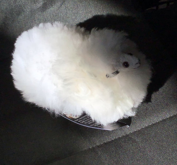 Pelt Sheep