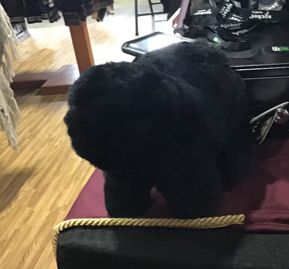 Ff Black Bear